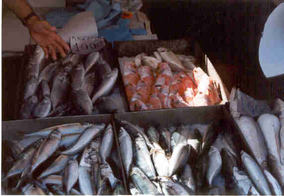 Fra fiskemarkedet på Korfu